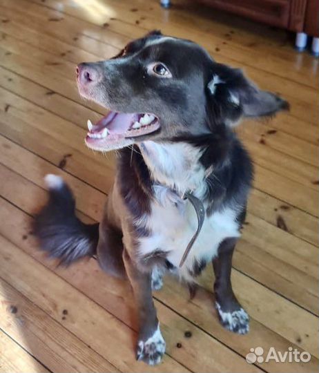 Собаки бесплатно