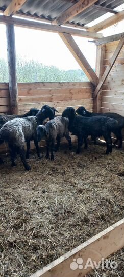 Бараны курдючные