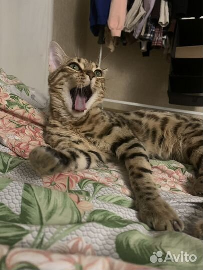 Передержка собак и кошек