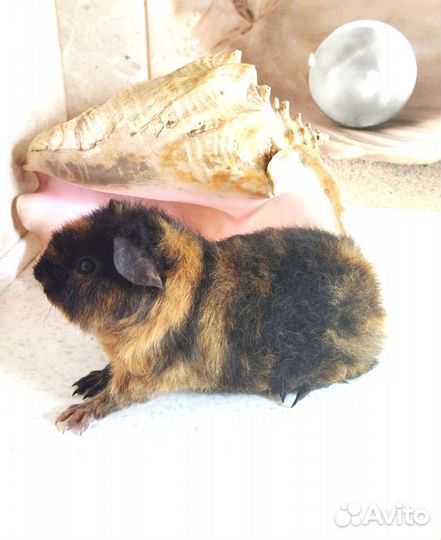 Морские свинки Ам. Тедди