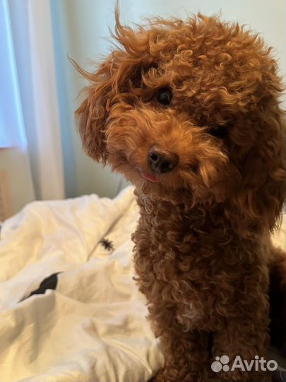 Мальтипу вязка