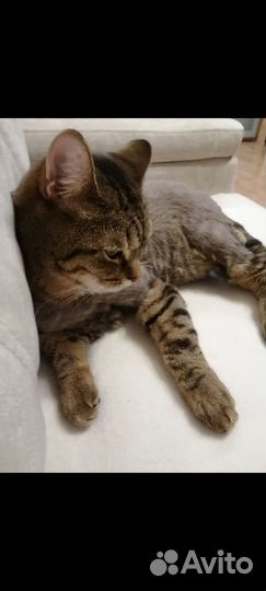 Отдам кота бесплатно
