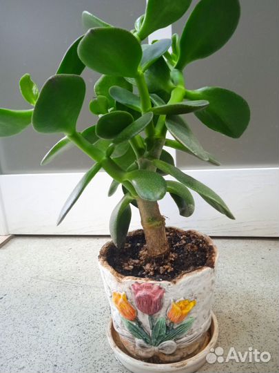 Толстянка (денежное дерево) в горшочке