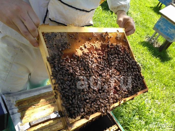 Продажа пчелосемьи