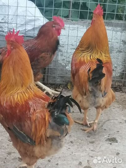 Петухи