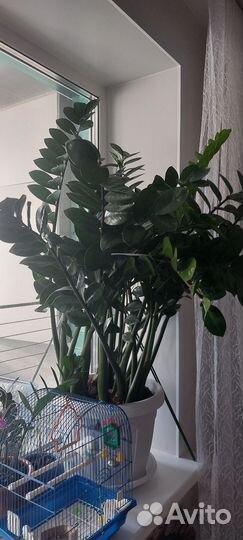 Замиокулькас долларовое дерево денежное дерево