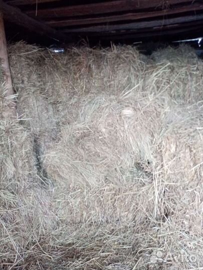Сено в тюках