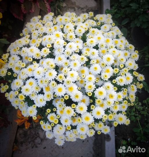 Хризантема мультифлора