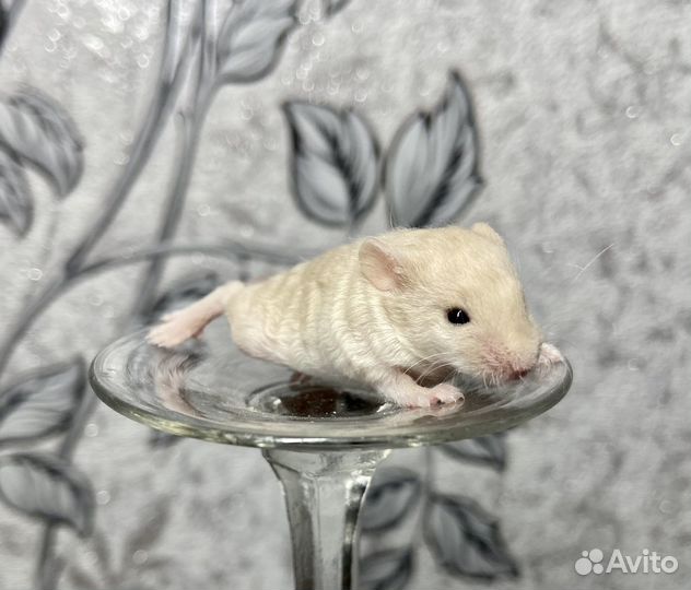 Декоративные мыши