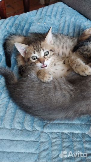 Котята помесь