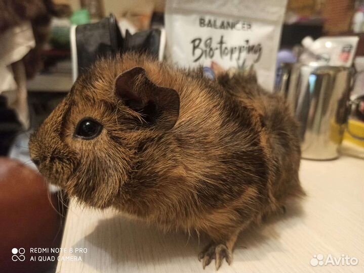 Морская свинка мальчики - Рожденные в Рождество