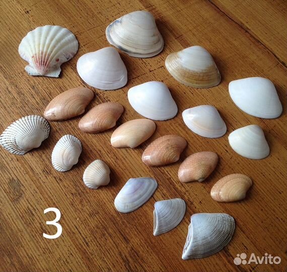 Набор ракушек (20 шт.)