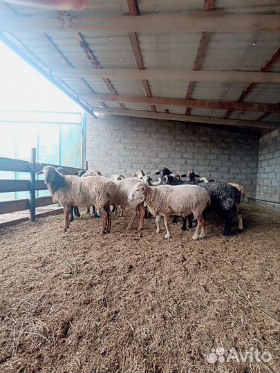 Бараны На Хакхъехат на садакхъа