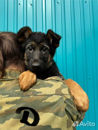 Щенки немецкой овчарки