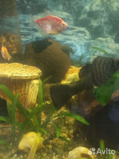 Аквариум 200л