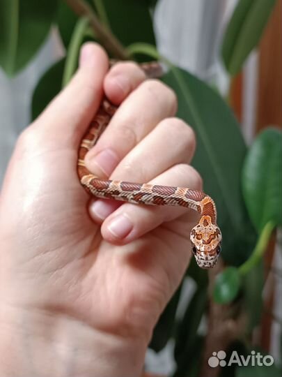 Маисовые полозы