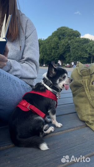 Вязка кобель чихуахуа