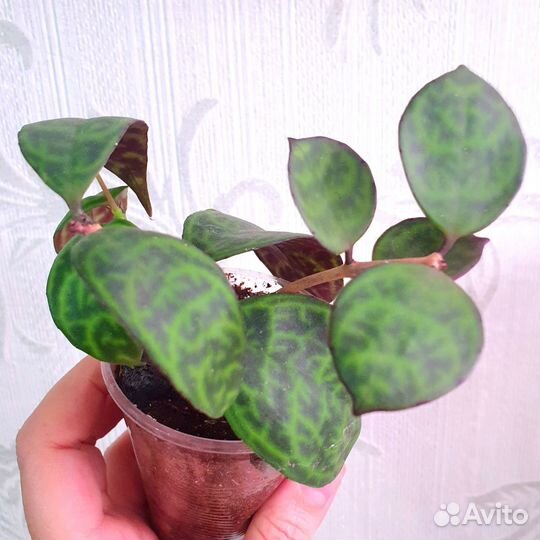 Растения. Обновлено 12.04