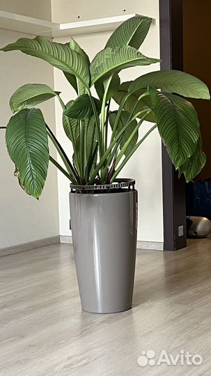 Кашпо с автополивом lechuza 33