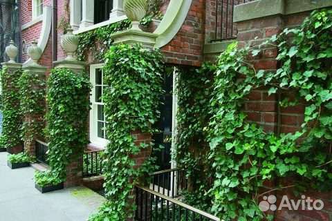 Плющ вечнозелёный, декоративный