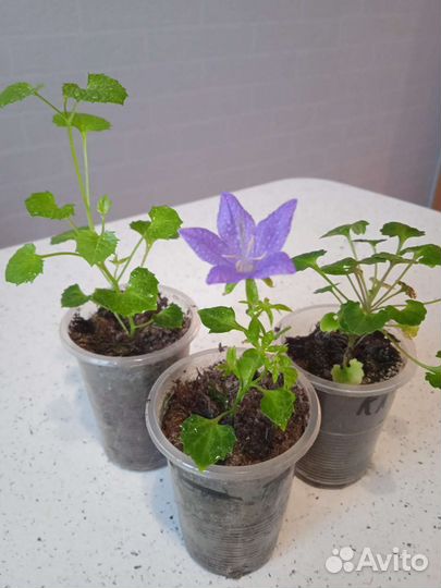 Невеста,жених(кампанула)