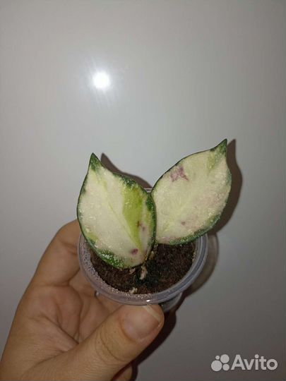 Хойя. Черенки