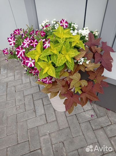 Колеусы сортовые