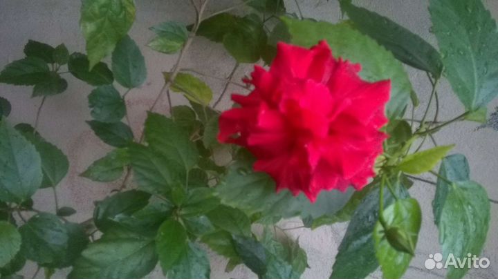 Крупный комнатный цветок Китайская роза