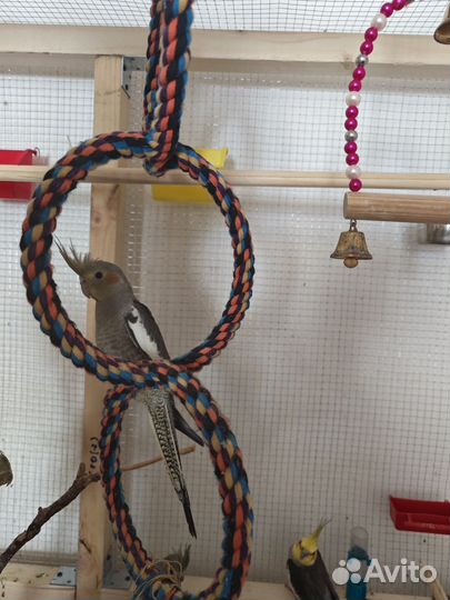 Попугай коралла