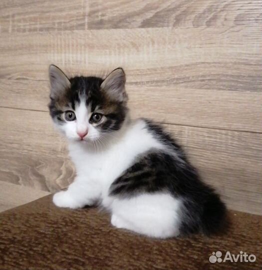 Курильский бобтейл