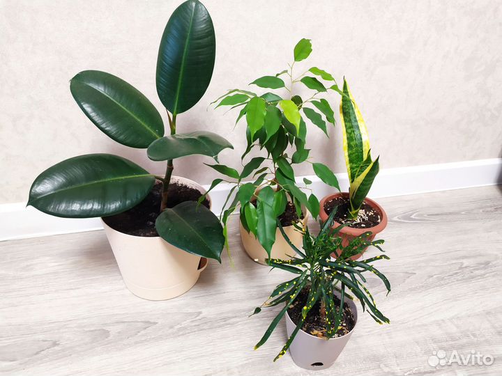 Комнатные цветы