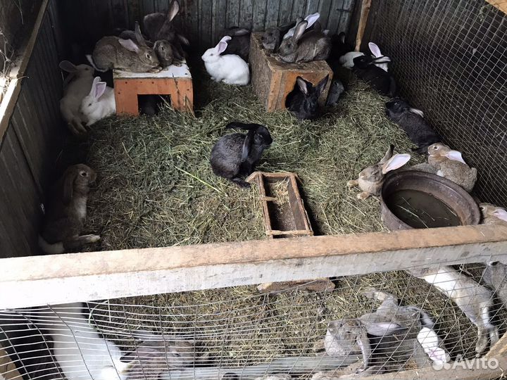 Кролики на мясо