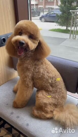 Вязка Пудель