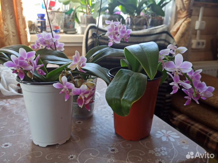 Орхидея фаленопсис