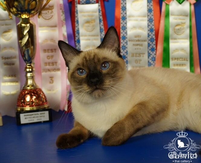 Тайские коты с родословной на льготных условиях