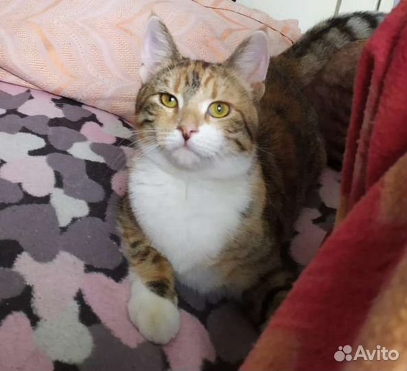 Трехцветная кошка счастье в дом