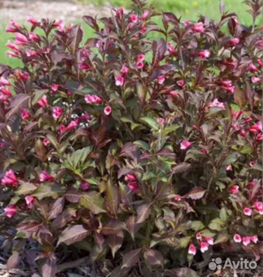 Вейгела сорт Танго