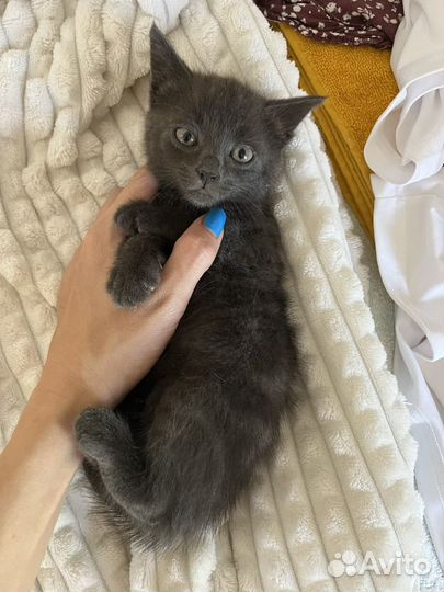 Серый котенок