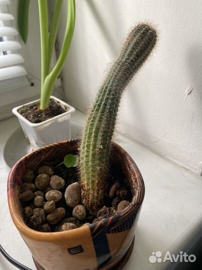 Кактус. Цветы