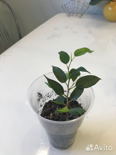 Фикус бенджамина наташа