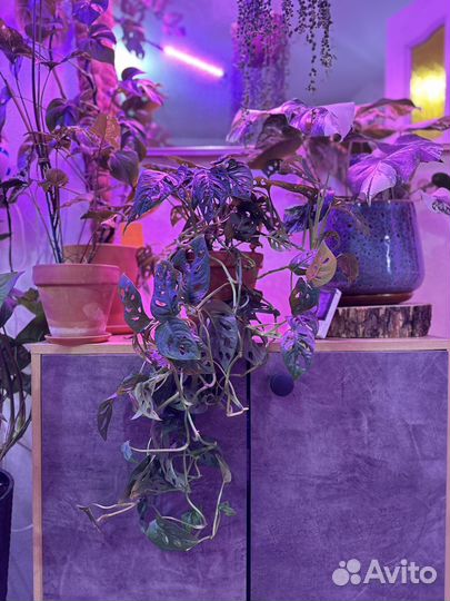 Манстера манки