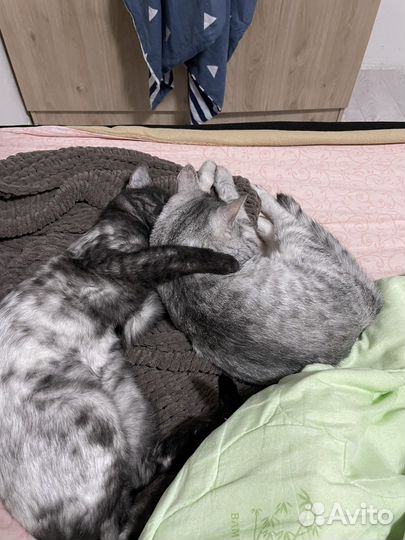 Кошки в добрые руки бесплатно