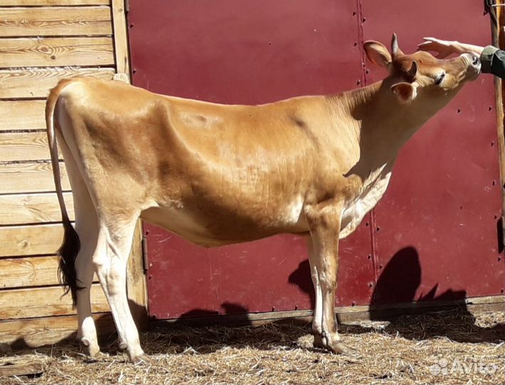 Нетель джерсейской породы