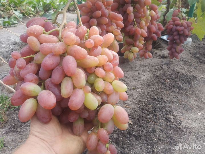 Черенки и саженцы винограда