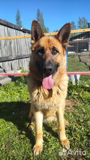 Кобель для вязки немецкая овчарка