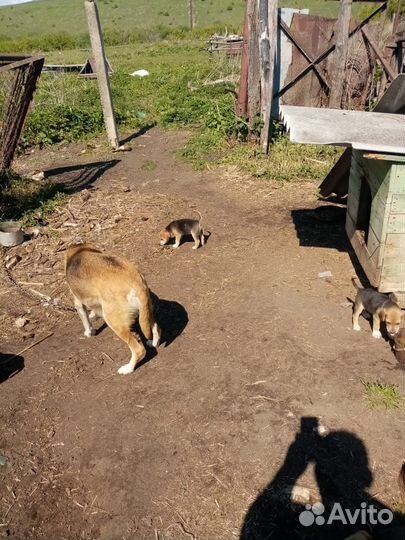 Русская гончая щенки