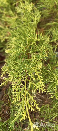 Можжевельник средний Old Gold Блу Чип