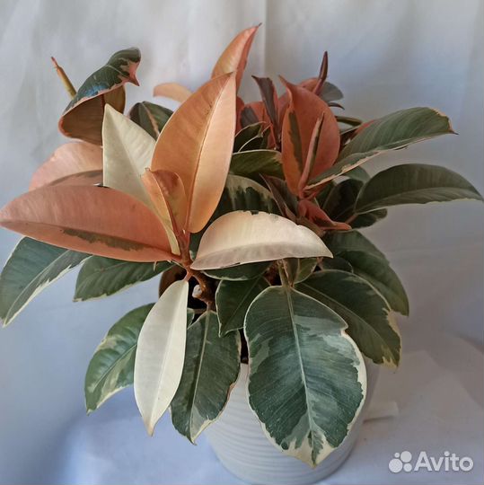 Фикусы разные