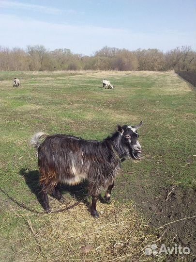 Комолый козлик на племя