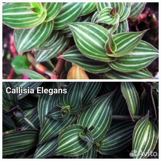 Традесканция